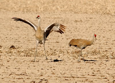 Sandhill Crane Courtship