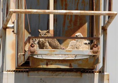 4 Owlets