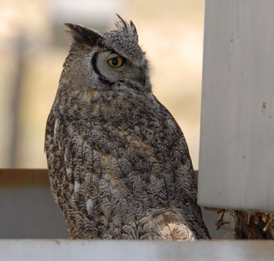 Papa Owl Behind the Nest