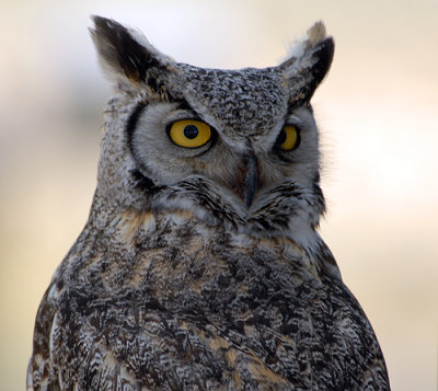 Great Horned Owl - Male