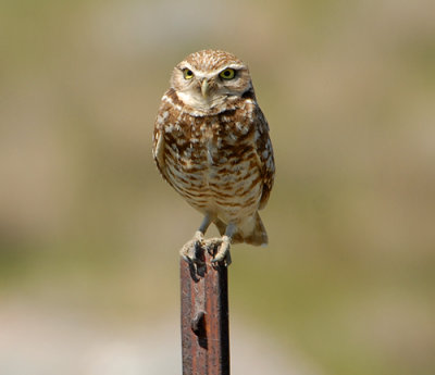 Burrowing Owl