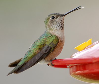 Broadtailed Female