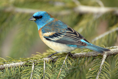 Lazuli Bunting