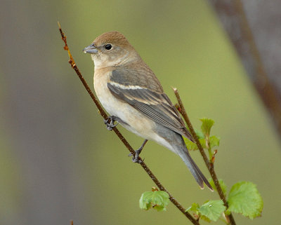Lazuli bunting (Female)