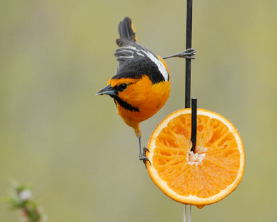 Bullock's Oriole