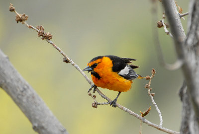 Bullock's Oriole