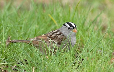 White-crowned Sparrow