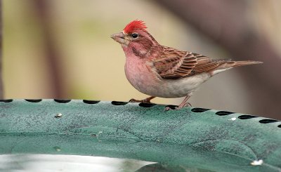 Cassin's Finch