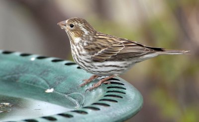 Cassin's Finch (Female)