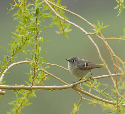 Ruby-crowned Kinglet