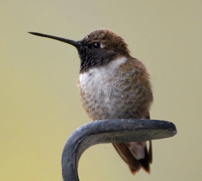 Black-chinned Hummingbird