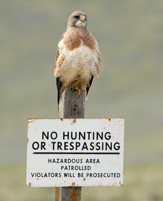 Swainson's Hawk