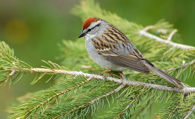 Chipping Sparrow