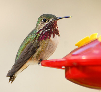 Calliope Hummingbird
