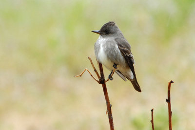 Olive-sided Flycatcher