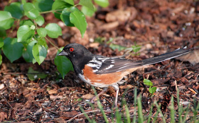 Spotted Towhee