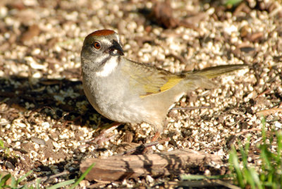Green-tailed Towhee