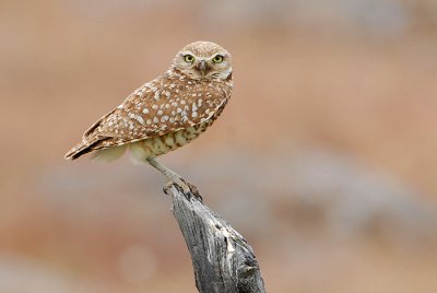 Burrowing Owl