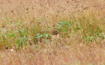 Burrowing Owlet