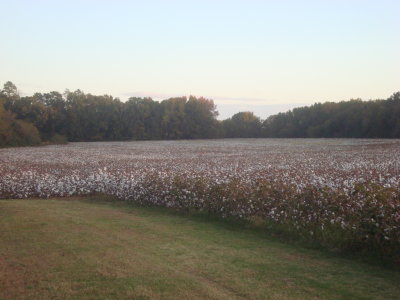 4 - FLS cotton field 2011.JPG
