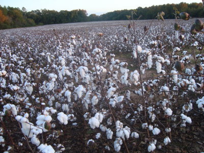 5 - FLS cotton 2011.JPG