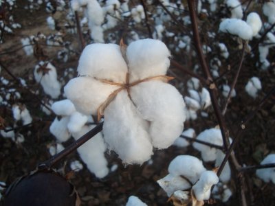 6 - FLS cotton boll 2011.JPG