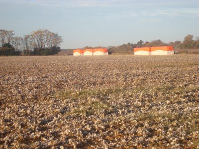 8 - harvest is complete and awaits ginning.JPG