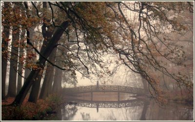 Fog in the wood