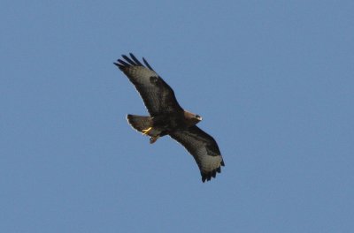 IMG_2333.jpg