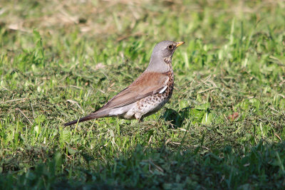 Fieldfare