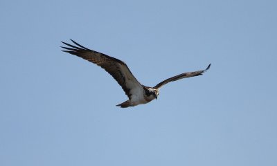 IMG_1229-small.jpg