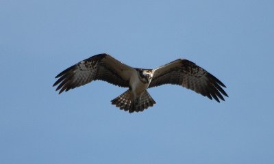 Osprey