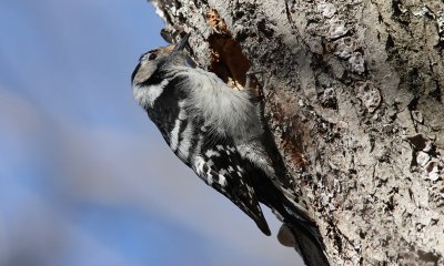 IMG_5501-small.jpg