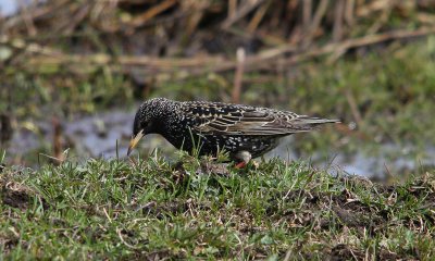 IMG_6503-small.jpg