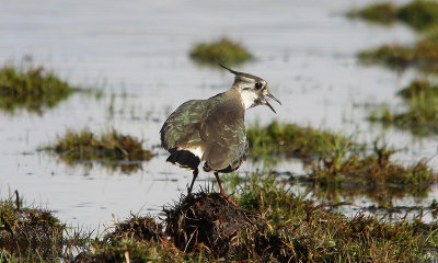Lapwing