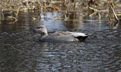 Gadwall