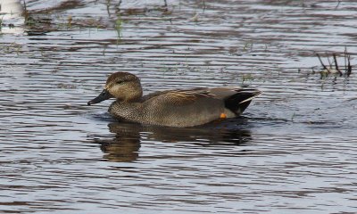 IMG_6603-small.jpg