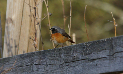 Thrushes, Wheatears and Allies