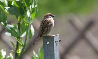 Sparrows