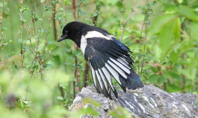 Magpie