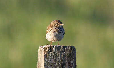 IMG_0902-small.jpg