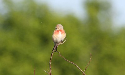 IMG_1089-small.jpg