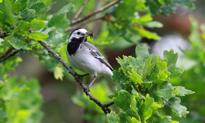 White Wagtail