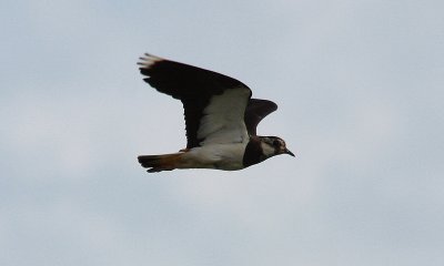 In flight