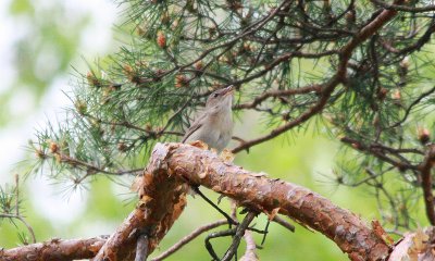 IMG_1851-small.jpg