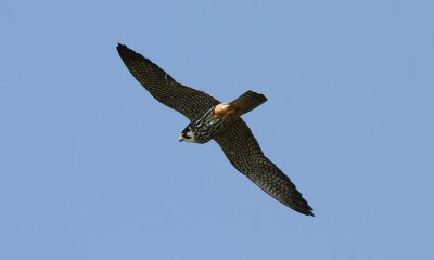 IMG_1232-small.jpg