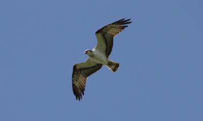 IMG_9886-small.jpg
