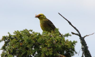 Yellowhammer