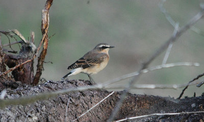 IMG_9066-small.jpg