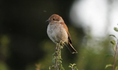 IMG_9089-small.jpg